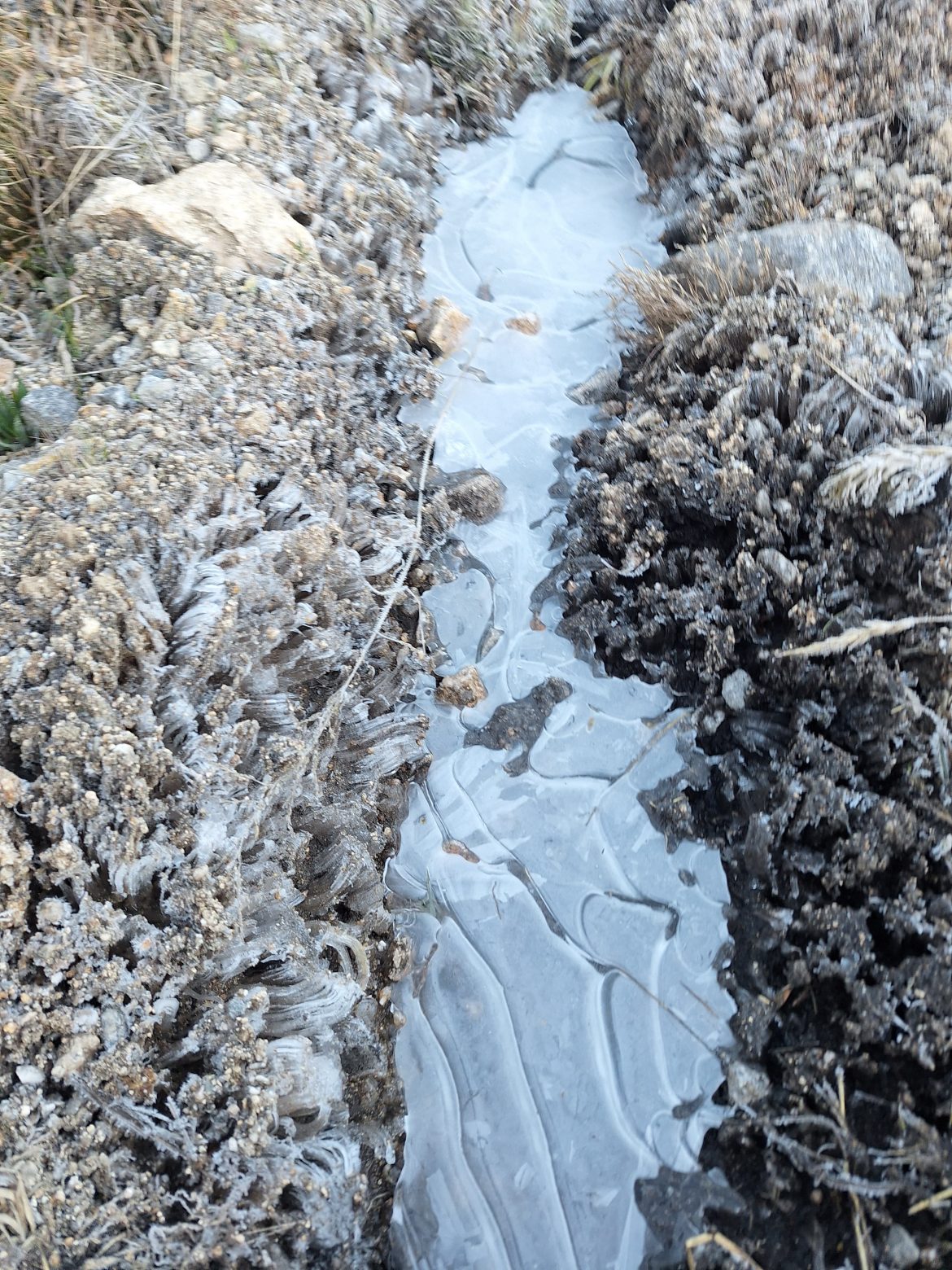 31.cf.res.cidades.parque nacional do itatiaia.1.vegetaÇÃo.demilsonrodrigues