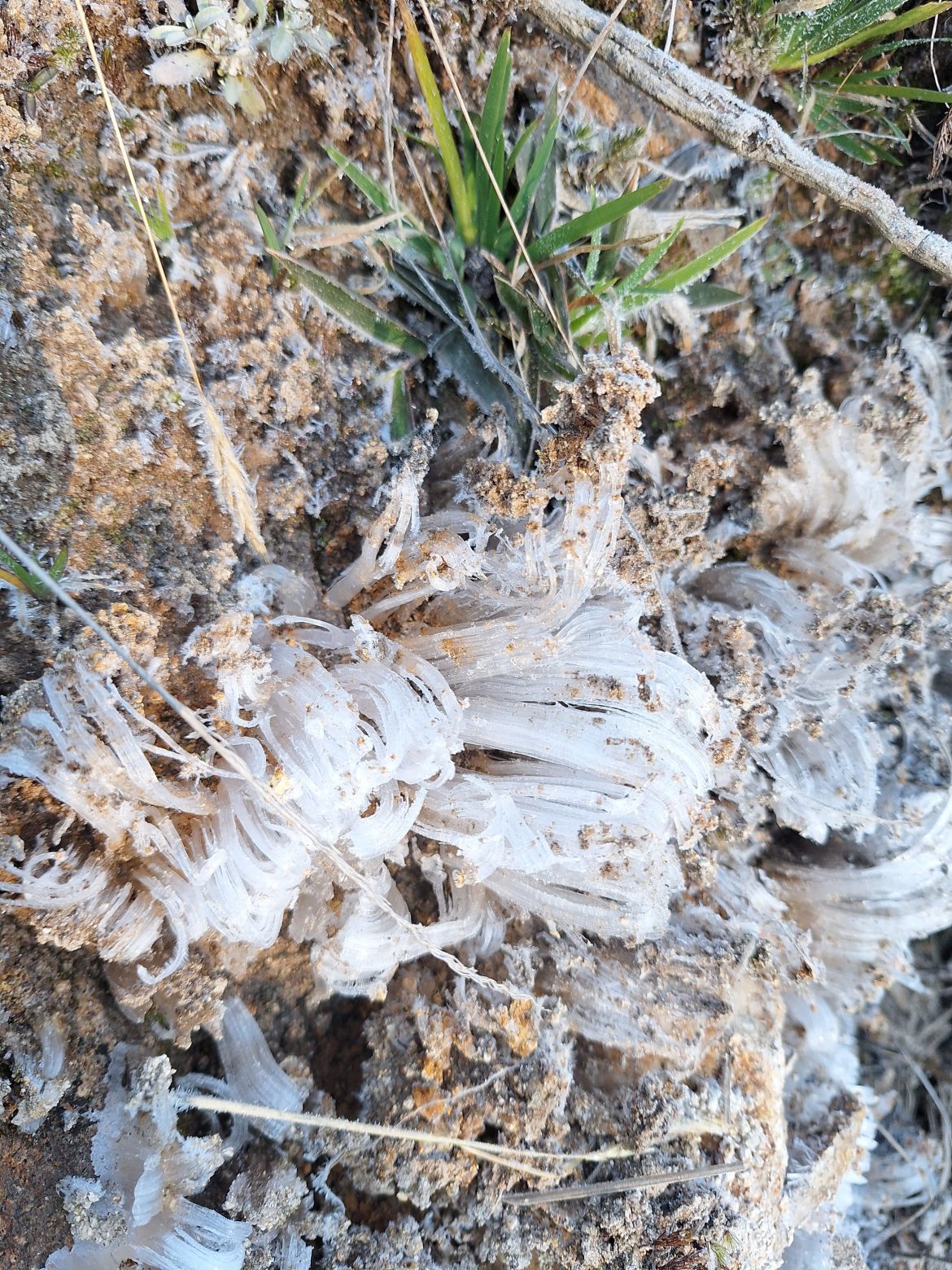 31.cf.res.cidades.parque nacional do itatiaia.1.vegetaÇÃo.demilsonrodrigues (2)