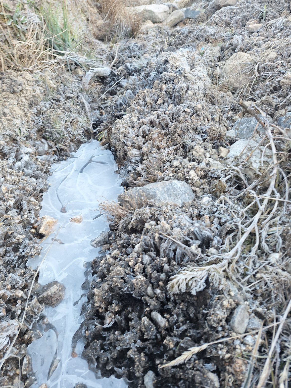 31.cf.res.cidades.parque nacional do itatiaia.1.vegetaÇÃo.demilsonrodrigues (3)