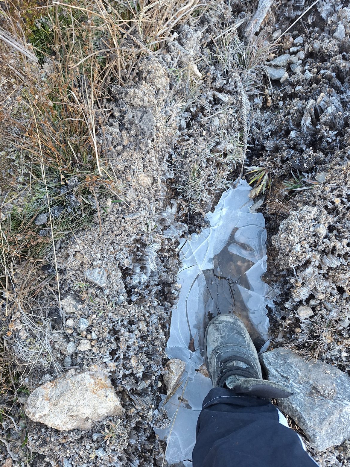 31.cf.res.cidades.parque nacional do itatiaia.1.vegetaÇÃo.demilsonrodrigues (4)