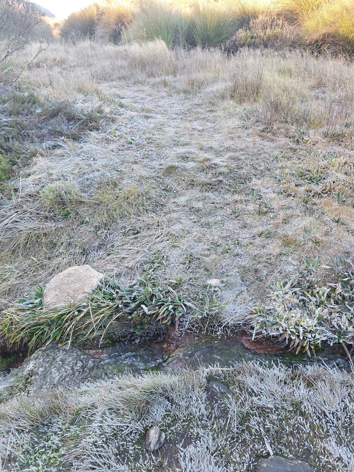 31.cf.res.cidades.parque nacional do itatiaia.1.vegetaÇÃo.demilsonrodrigues (5)