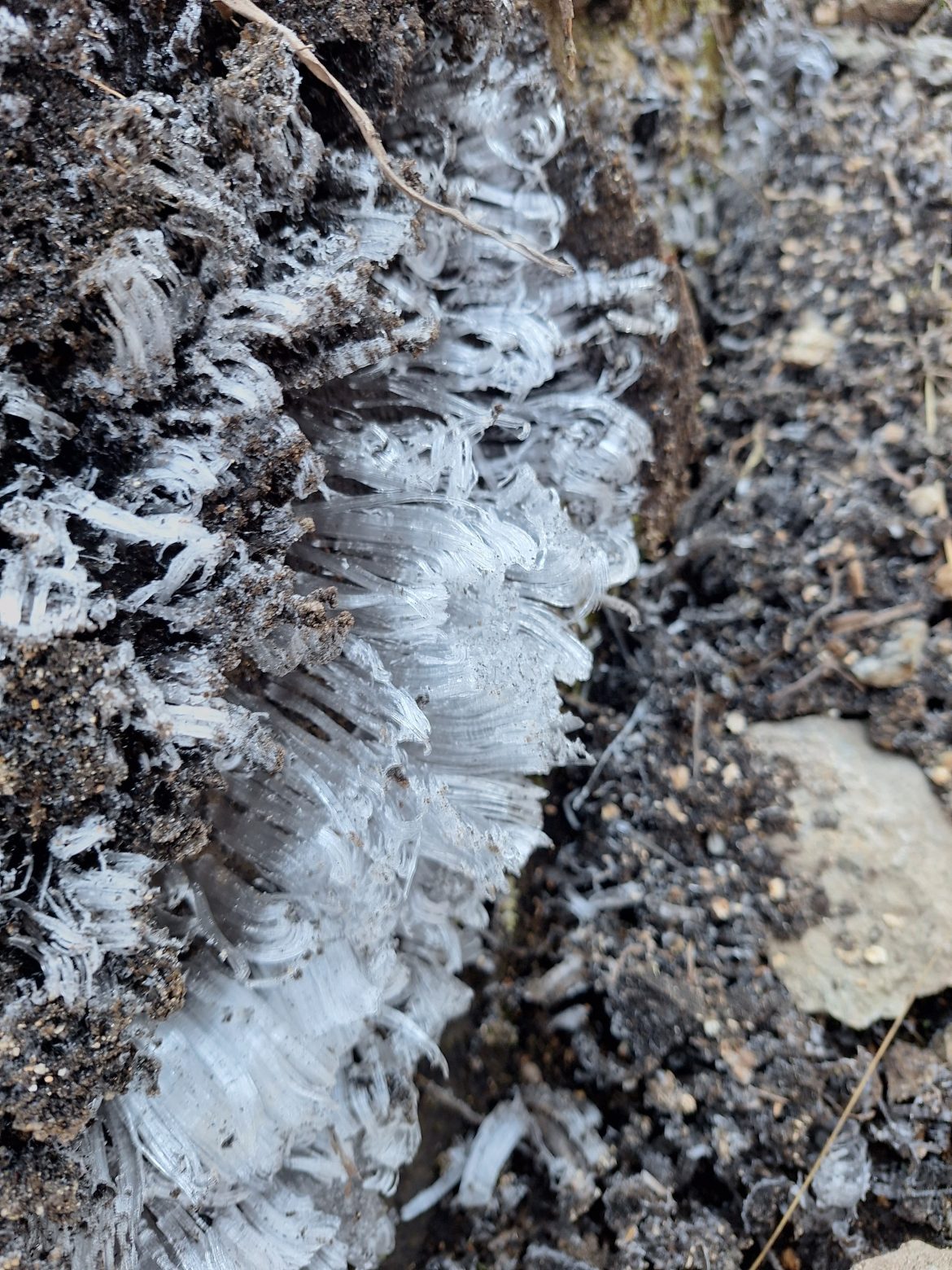 31.cf.res.cidades.parque nacional do itatiaia.1.vegetaÇÃo.demilsonrodrigues (6)