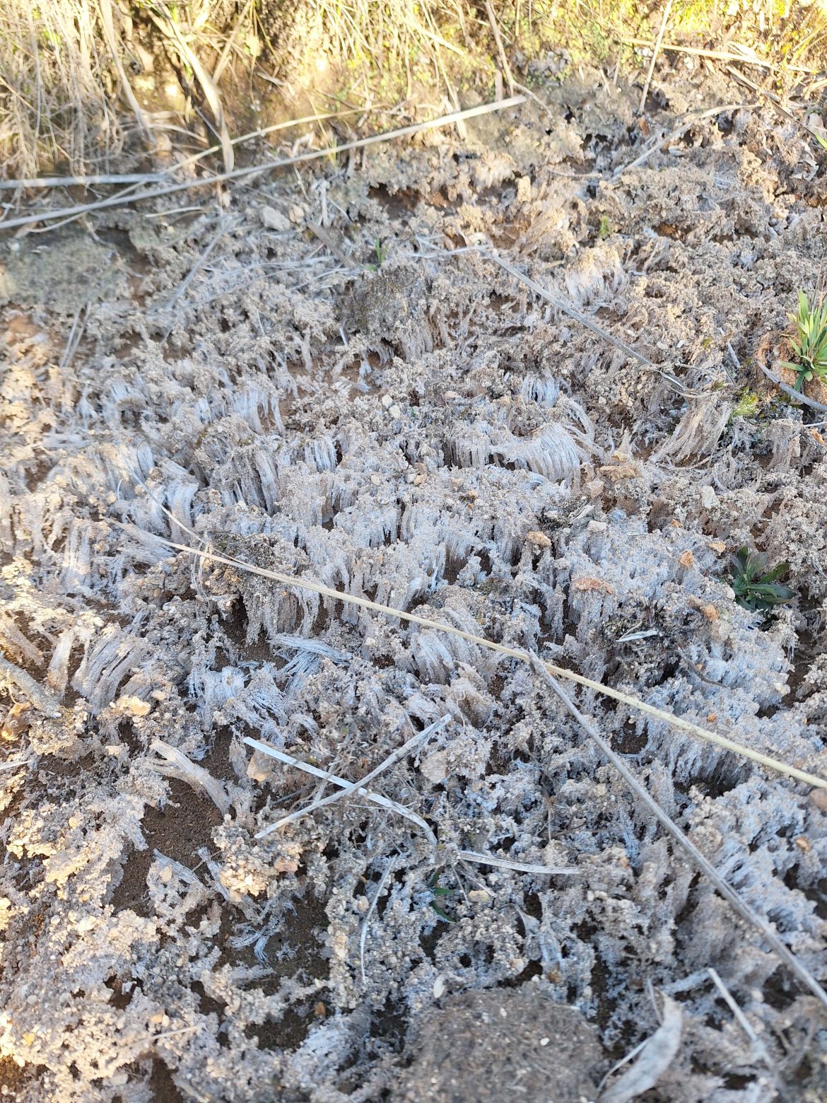 31.cf.res.cidades.parque nacional do itatiaia.1.vegetaÇÃo.demilsonrodrigues (7)