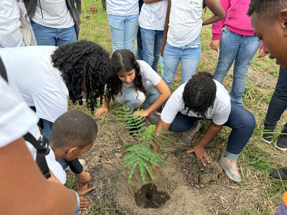 reflorestamentocsncicuta