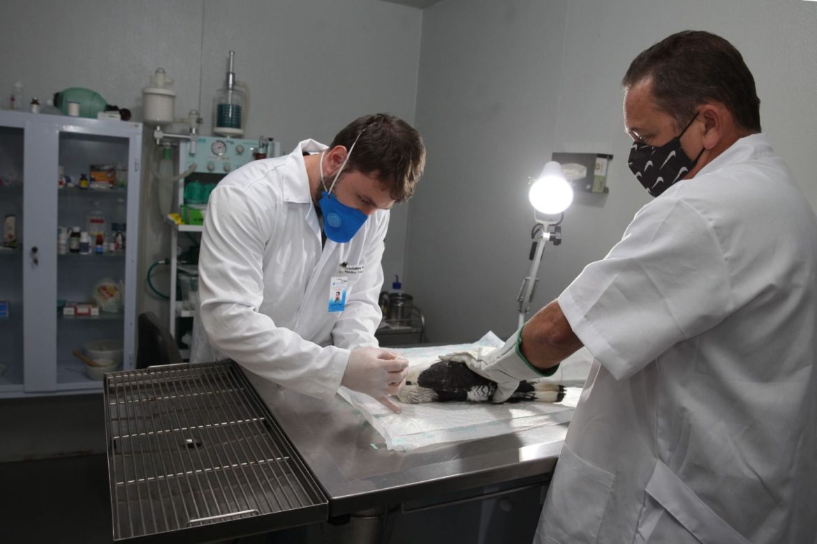 semana do meio ambiente da eletronuclear será celebrada com atividades externas divulgação1 semana do meio ambiente da eletronuclear será celebrada com atividades externas divulgação1