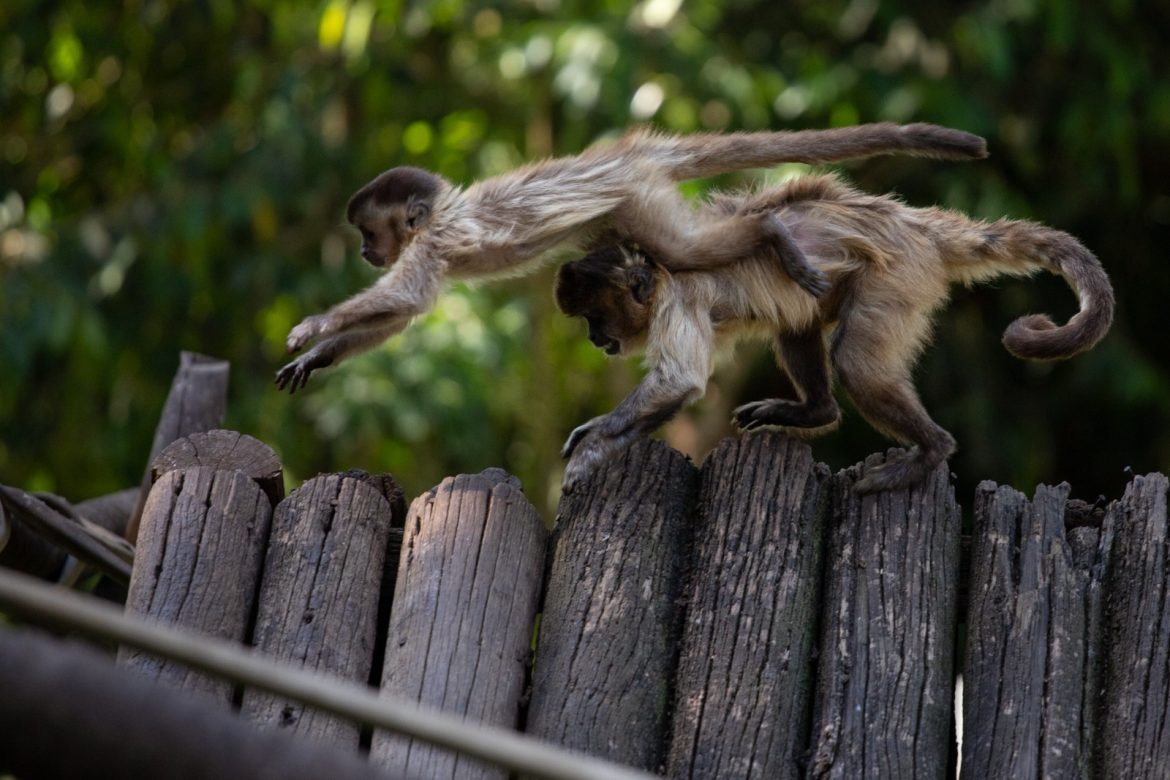 visitação noturna será realizada em julho no parque zoológico municipal de volta redonda cris oliveira pmvr