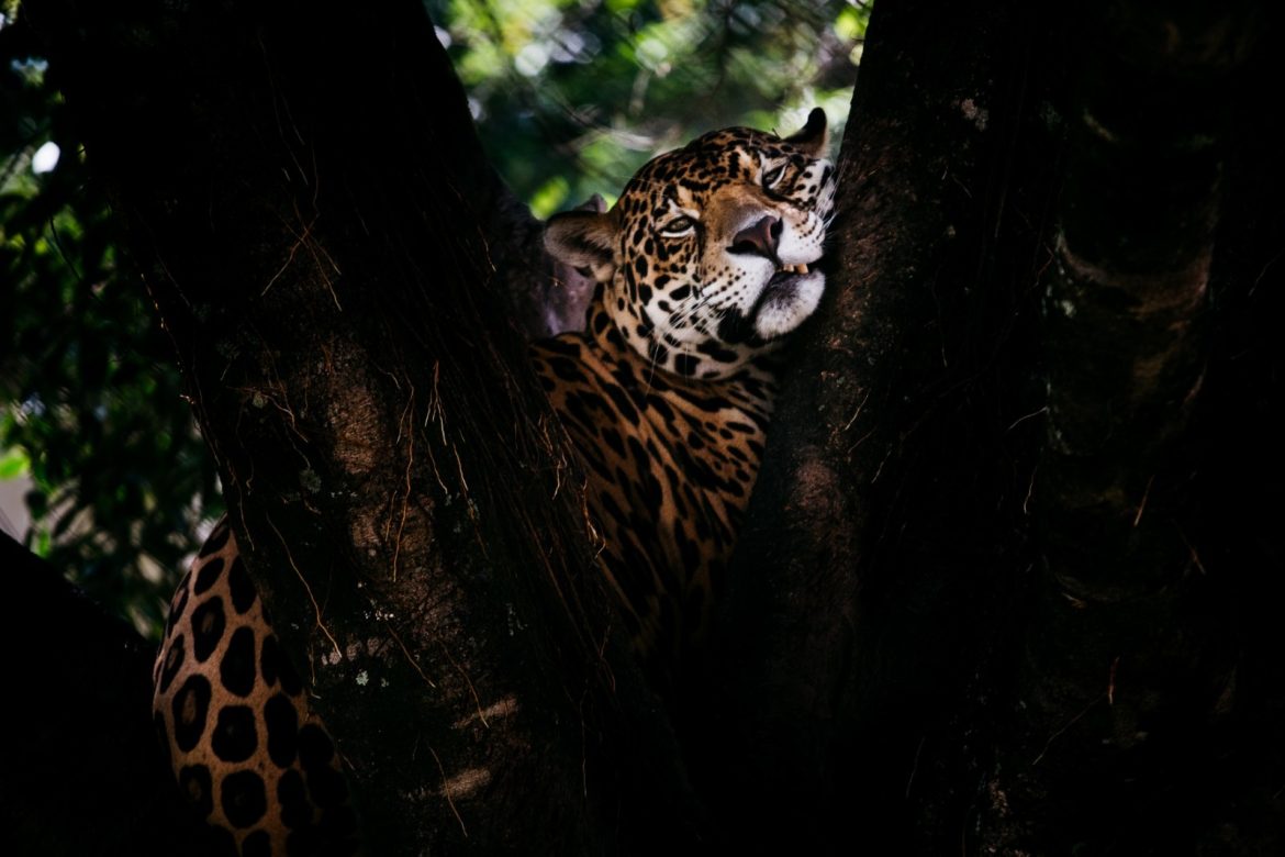 visitação noturna será realizada em julho no parque zoológico municipal de volta redonda cris oliveira pmvr1