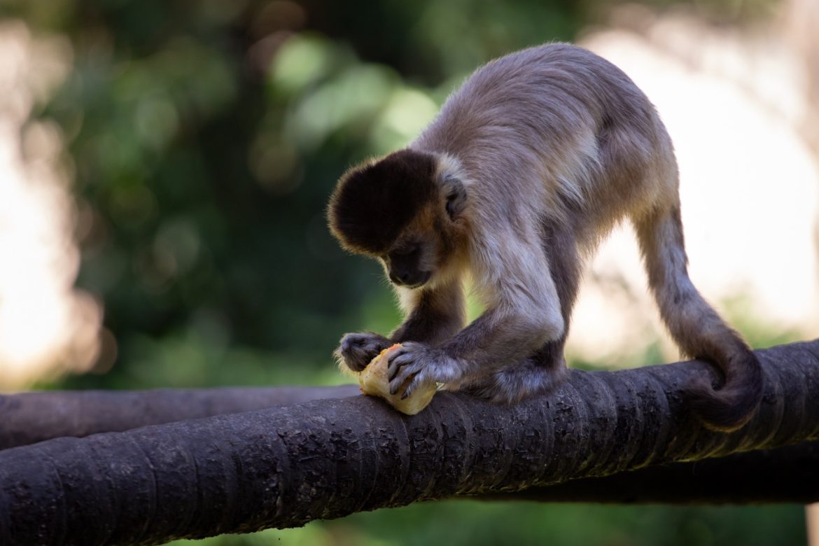 visitação noturna será realizada em julho no parque zoológico municipal de volta redonda cris oliveira pmvr11