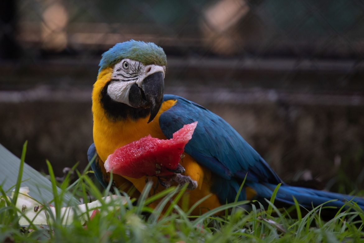 visitação noturna será realizada em julho no parque zoológico municipal de volta redonda cris oliveira pmvr12