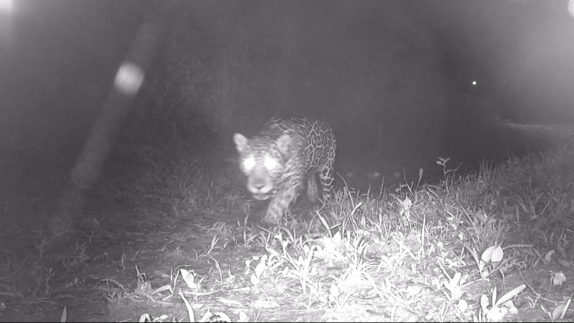 68.cf.res.cidades.onça pintada.1.onÇa.divulgaÇÃosegovrj