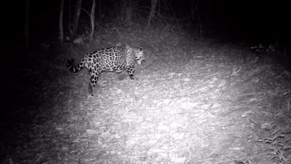 68.cf.res.cidades.onça pintada.1.onÇa.divulgaÇÃosegovrj (3)