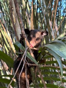 animais reabilitados são devolvidos à natureza em volta redonda divulgação pmvr