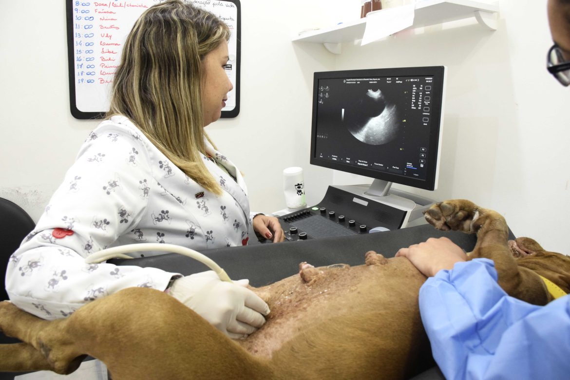 atendimento hospital veterinário (17) carina rocha