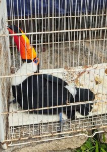 fato na foto ou nota – divulgacao