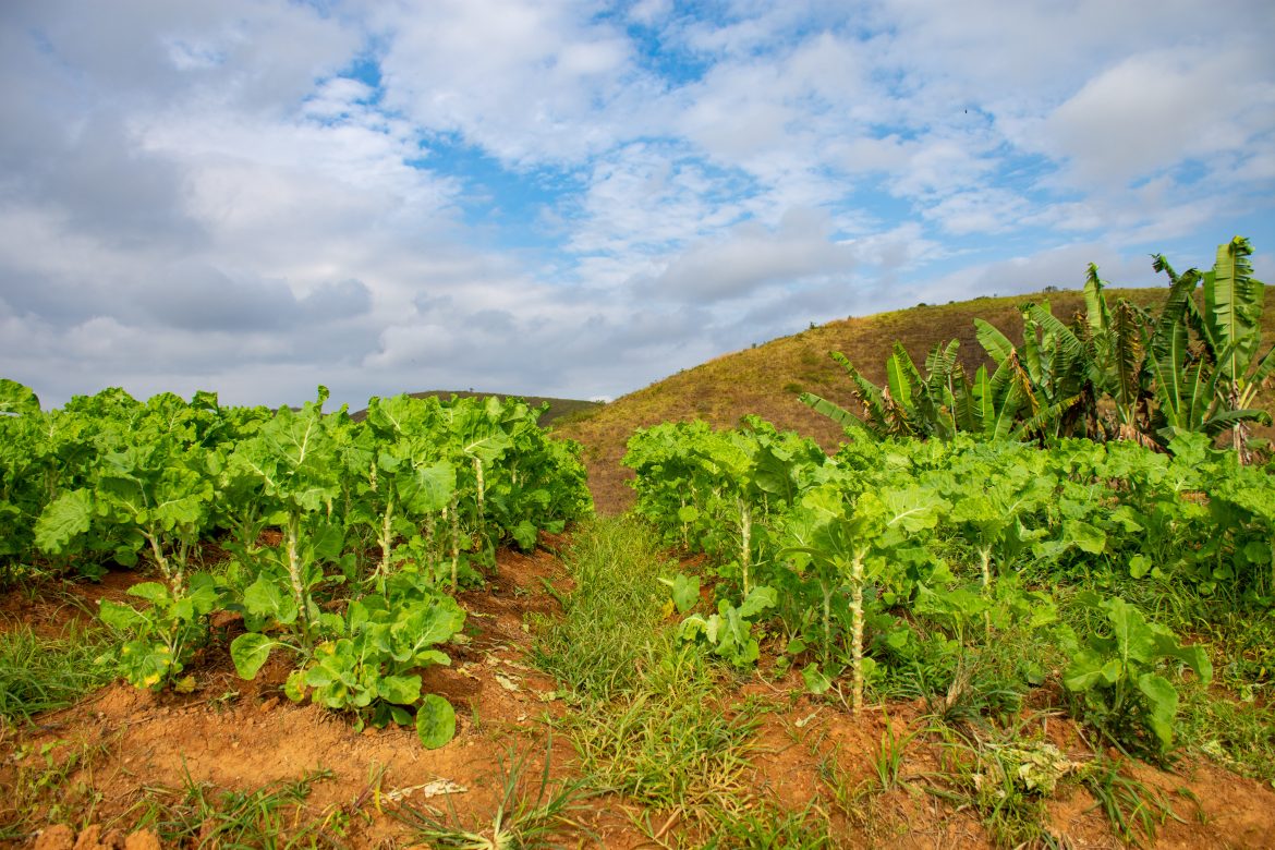 05 06 24 horta e produção sta rita de cássia 1 iam martins