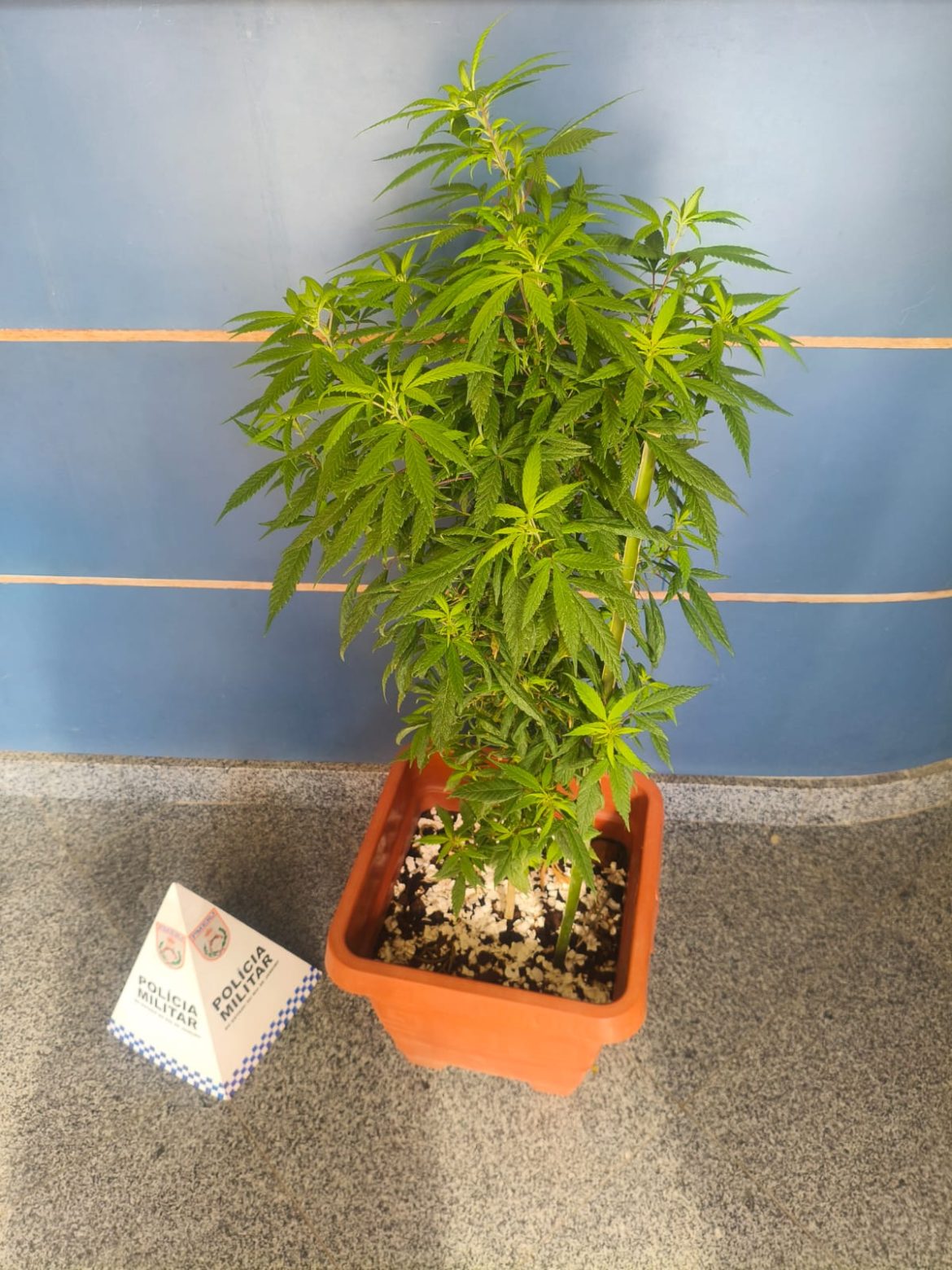 15 polÍcia jovem é detido por cultivar planta utilizada na preparação de droga e após prestar depoimento foi liberado divulgaÇÃo