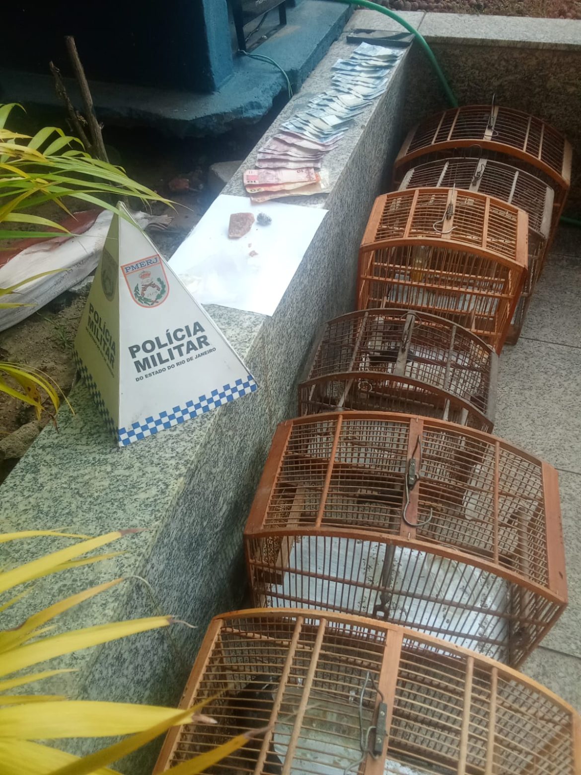 16 polÍcia aves da fauna silvestre que estavam sendo mantidas em cativeiro são apreendidas pela pm divulgaÇÃo 1