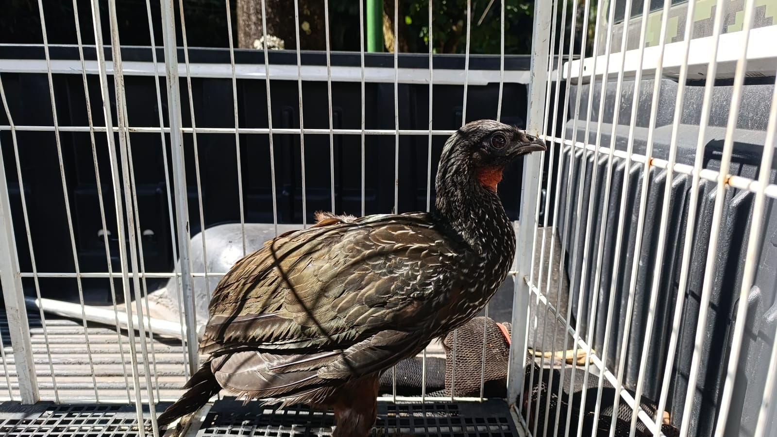 22.cf.res.cidades.guarda ambiental resgata jacu.divulgaÇÃopmbm