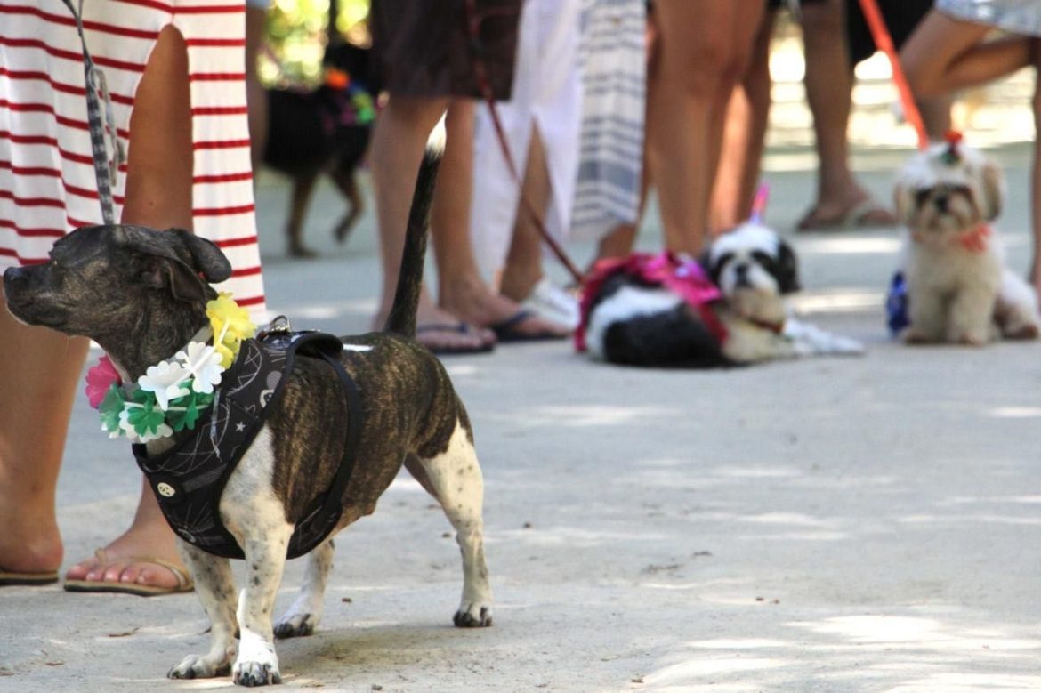 30.cf.res.cidades.dia do pai de pet será celebrado.divulgaÇÃopmbm (3)