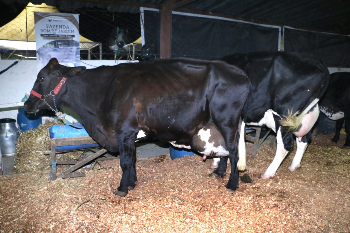 abertura torneio leiteiro. foto chico de assis (7)