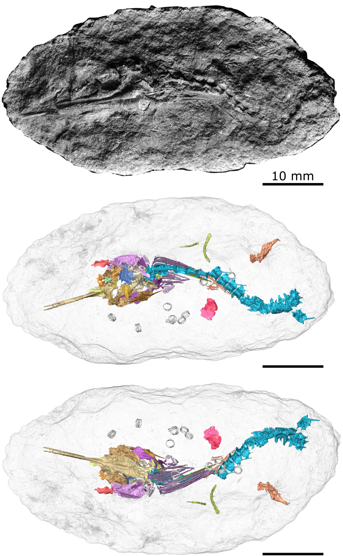 antarctichthys longipectoralis antarctichthys longipectoralis