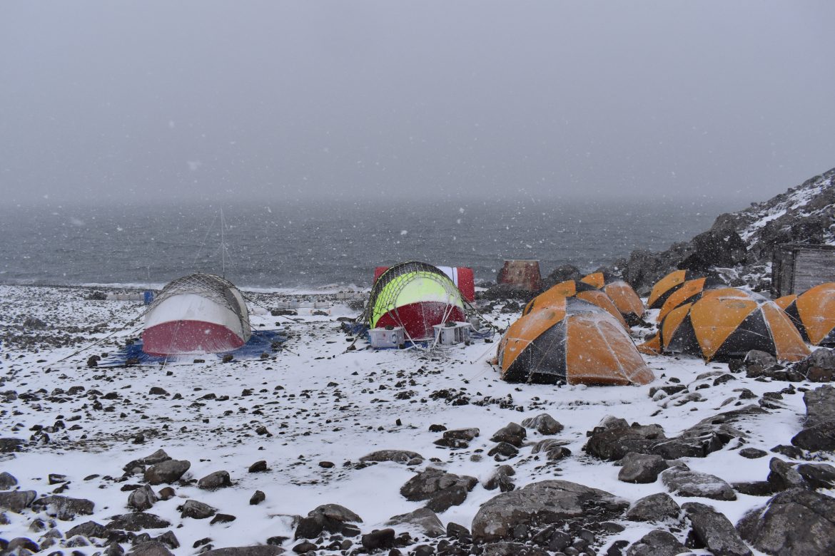 antártica antártica