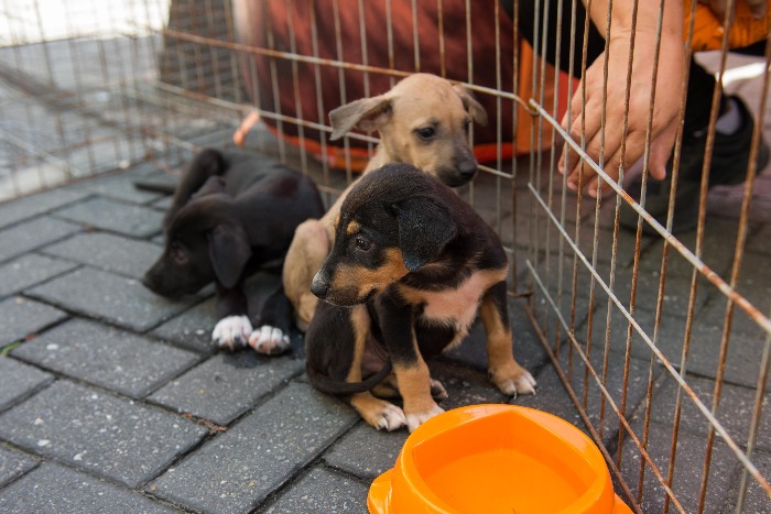 feira de adoção de animais em resende divulgação feira de adoção de animais em resende divulgação