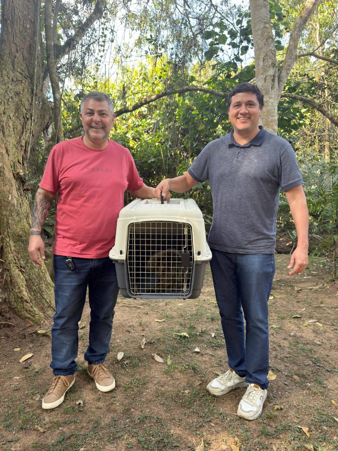 ouriço encontrado em estoque de supermercado é resgatado e devolvido à natureza em volta redonda divulgaçao pmvr11