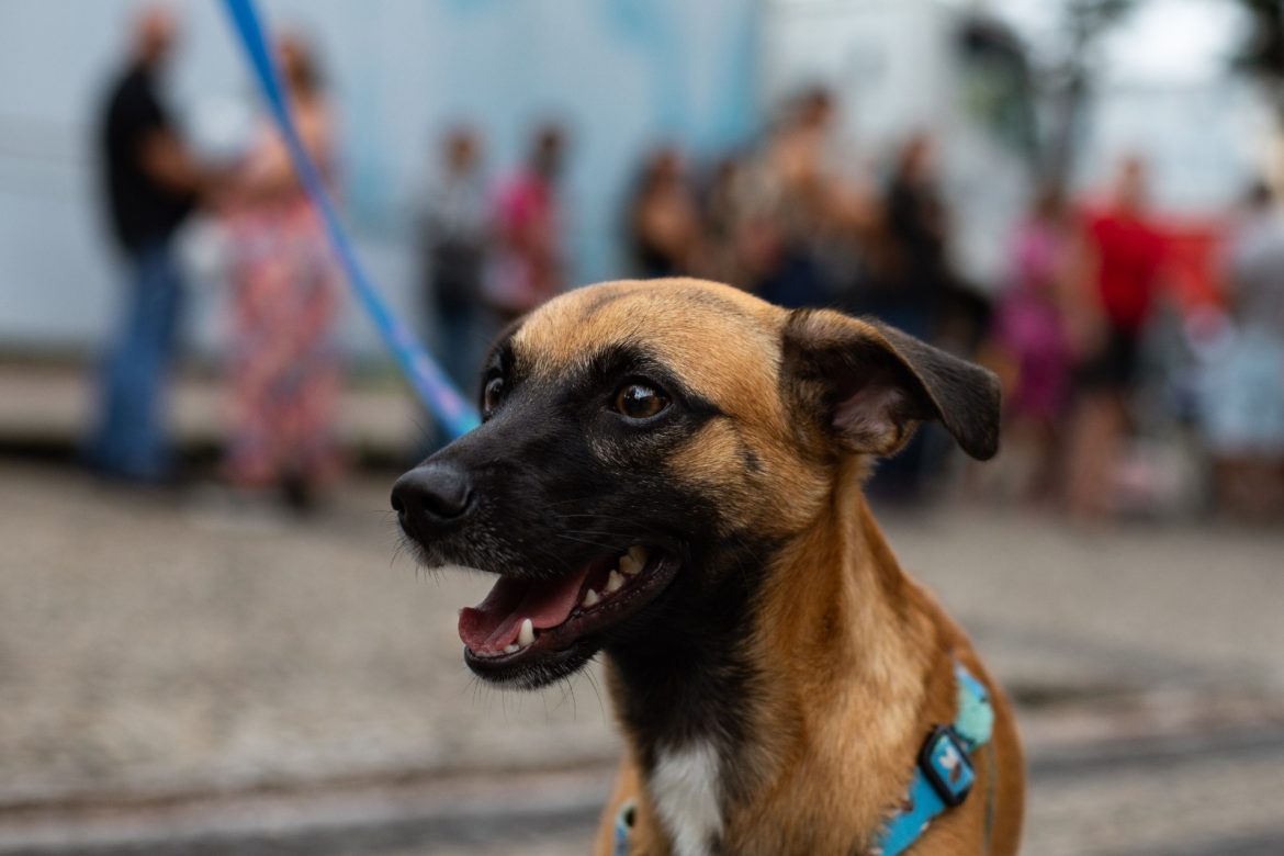 parceria entre prefeitura de volta redonda e estácio é firmada para atendimento veterinário móvel e gratuito arquivo cris oliveira