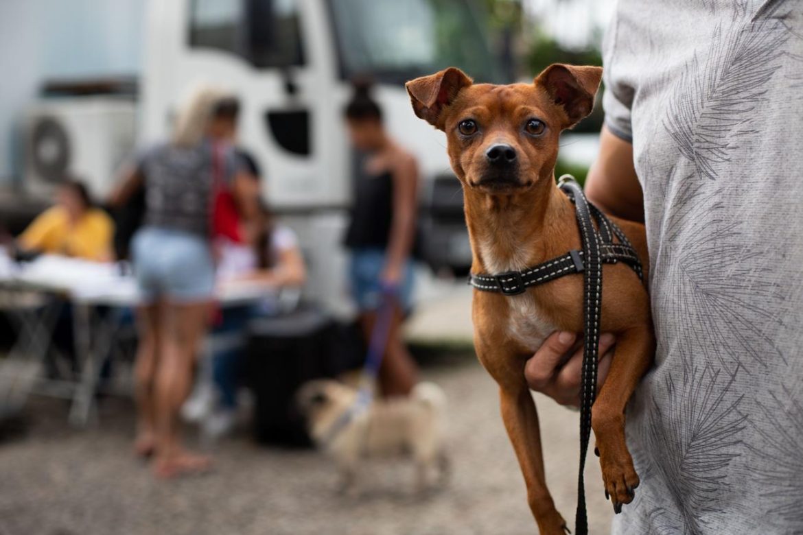 parceria entre prefeitura de volta redonda e estácio é firmada para atendimento veterinário móvel e gratuito arquivo cris oliveira1 parceria entre prefeitura de volta redonda e estácio é firmada para atendimento veterinário móvel e gratuito arquivo cris oliveira1