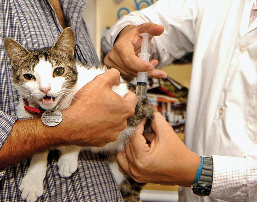 vacinação antirrábica em quatis divulgação pmq