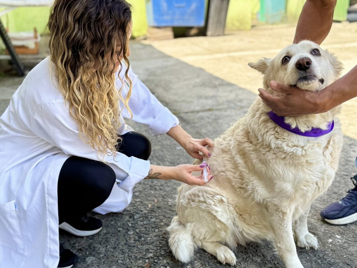19.cf.res.cidades.mais de mil cães.1.campanha.divulgaÇÃopmi