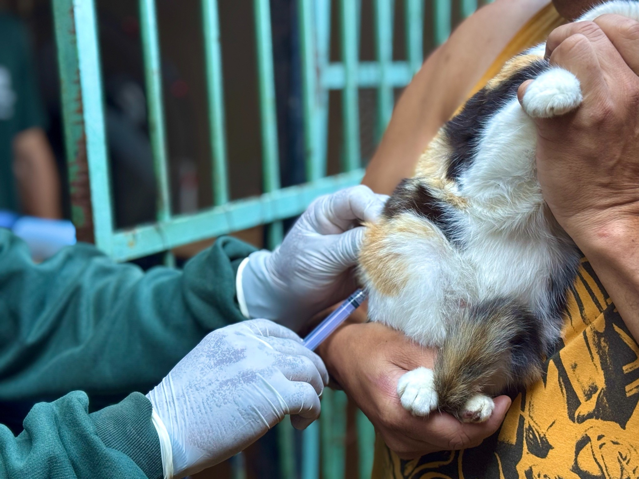 19.cf.res.cidades.mais de mil cães.2.diad.divulgaÇÃopmi