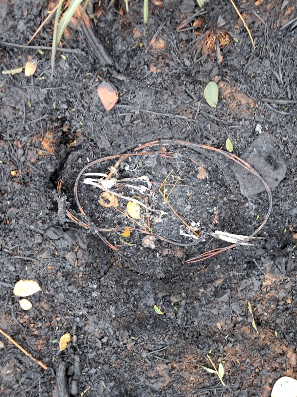 28.cf.res.cidades.queimada provoca incêndio.1.queimada.redessociais (2)