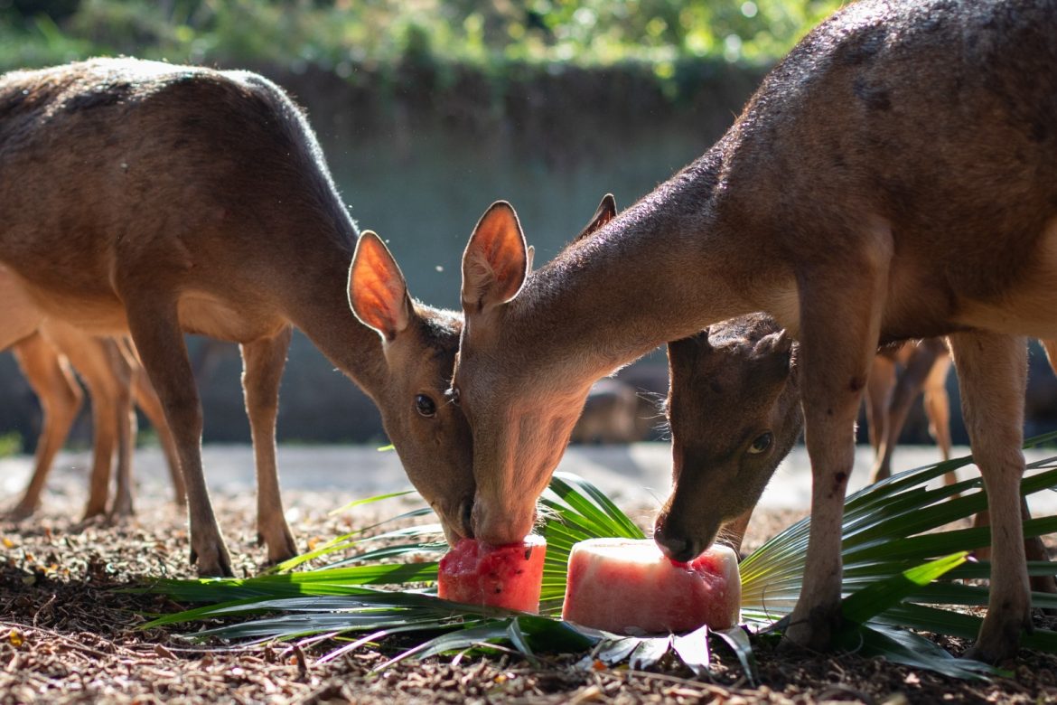cardápio especial para os animais em comemoração aos 44 anos do zoo vr cris oliveira pmvr