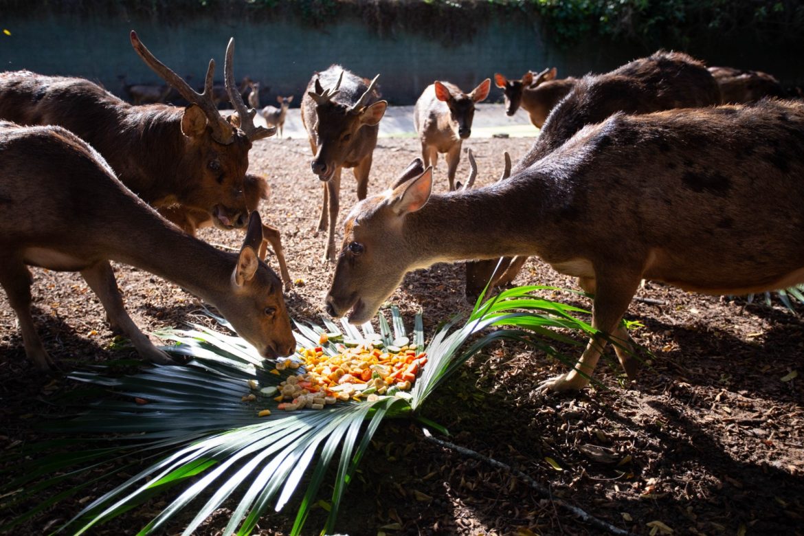 cardápio especial para os animais em comemoração aos 44 anos do zoo vr cris oliveira pmvr1 cardápio especial para os animais em comemoração aos 44 anos do zoo vr cris oliveira pmvr1