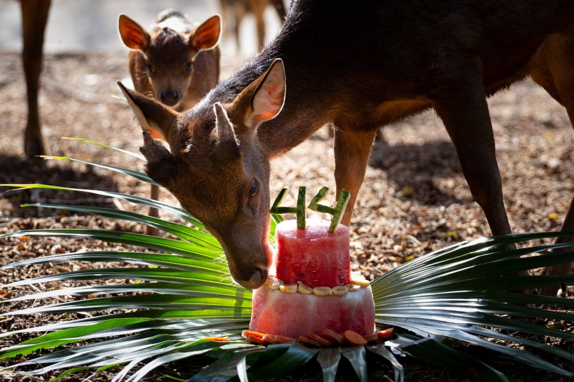 cardápio especial para os animais em comemoração aos 44 anos do zoo vr cris oliveira pmvr11 cardápio especial para os animais em comemoração aos 44 anos do zoo vr cris oliveira pmvr11