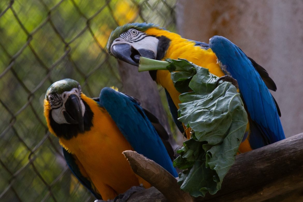 cardápio especial para os animais em comemoração aos 44 anos do zoo vr cris oliveira pmvr111 cardápio especial para os animais em comemoração aos 44 anos do zoo vr cris oliveira pmvr111