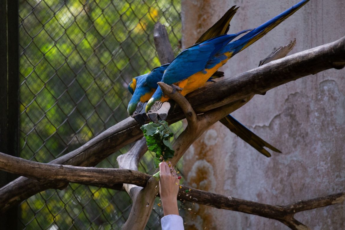 cardápio especial para os animais em comemoração aos 44 anos do zoo vr cris oliveira pmvr12 cardápio especial para os animais em comemoração aos 44 anos do zoo vr cris oliveira pmvr12