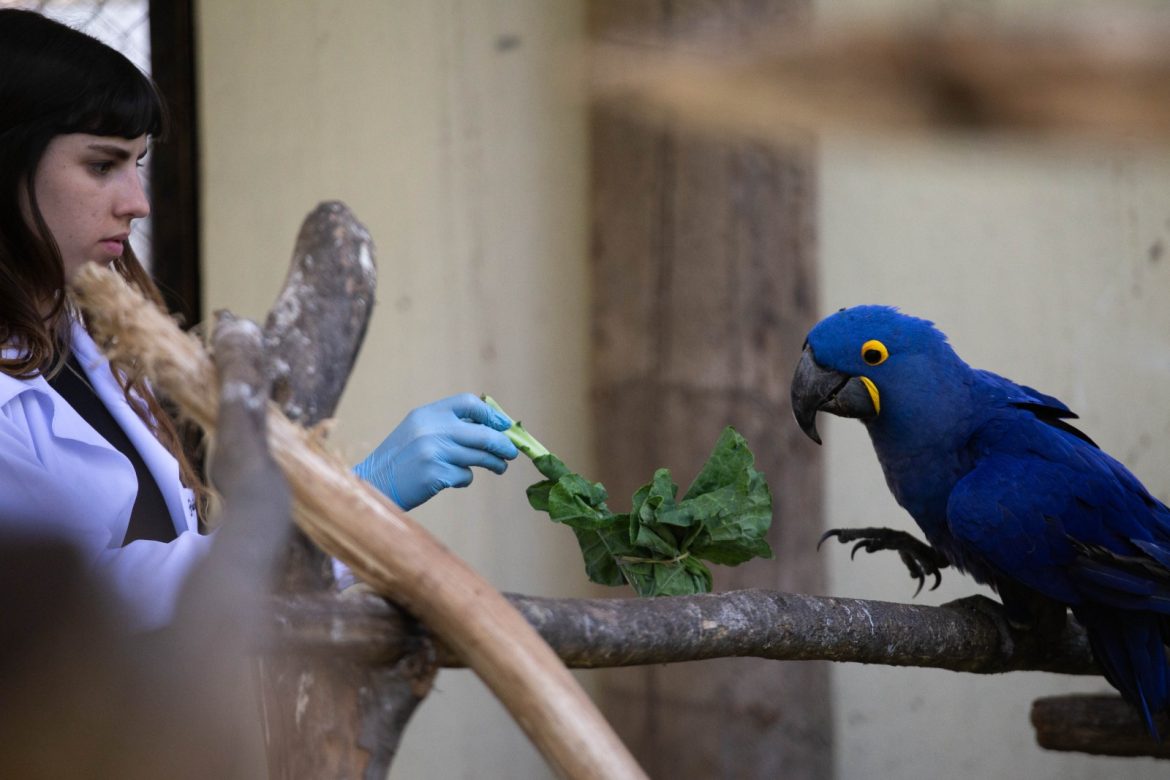 cardápio especial para os animais em comemoração aos 44 anos do zoo vr cris oliveira pmvr122 cardápio especial para os animais em comemoração aos 44 anos do zoo vr cris oliveira pmvr122