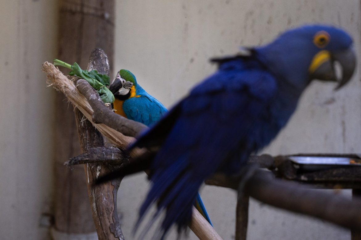 cardápio especial para os animais em comemoração aos 44 anos do zoo vr cris oliveira pmvr123 cardápio especial para os animais em comemoração aos 44 anos do zoo vr cris oliveira pmvr123