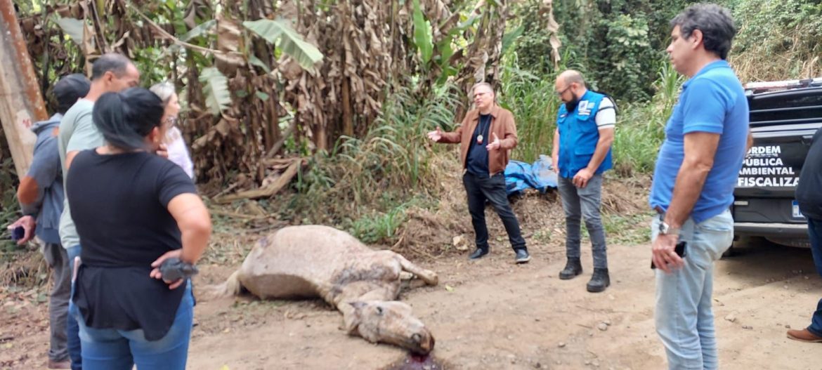 cavalo na estrada piraí–pinheiral divulgação