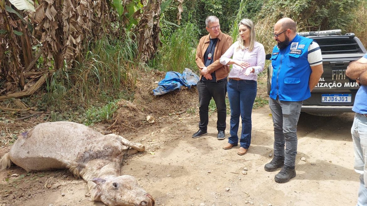 cavalo na estrada piraí–pinheiral divulgação14 cavalo na estrada piraí–pinheiral divulgação14