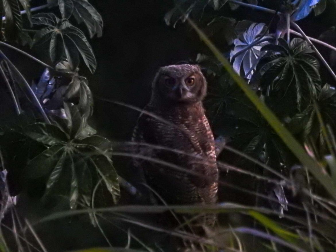 coruja jacurutu se reproduz na pedreira da voldac em volta redonda divulgação 1