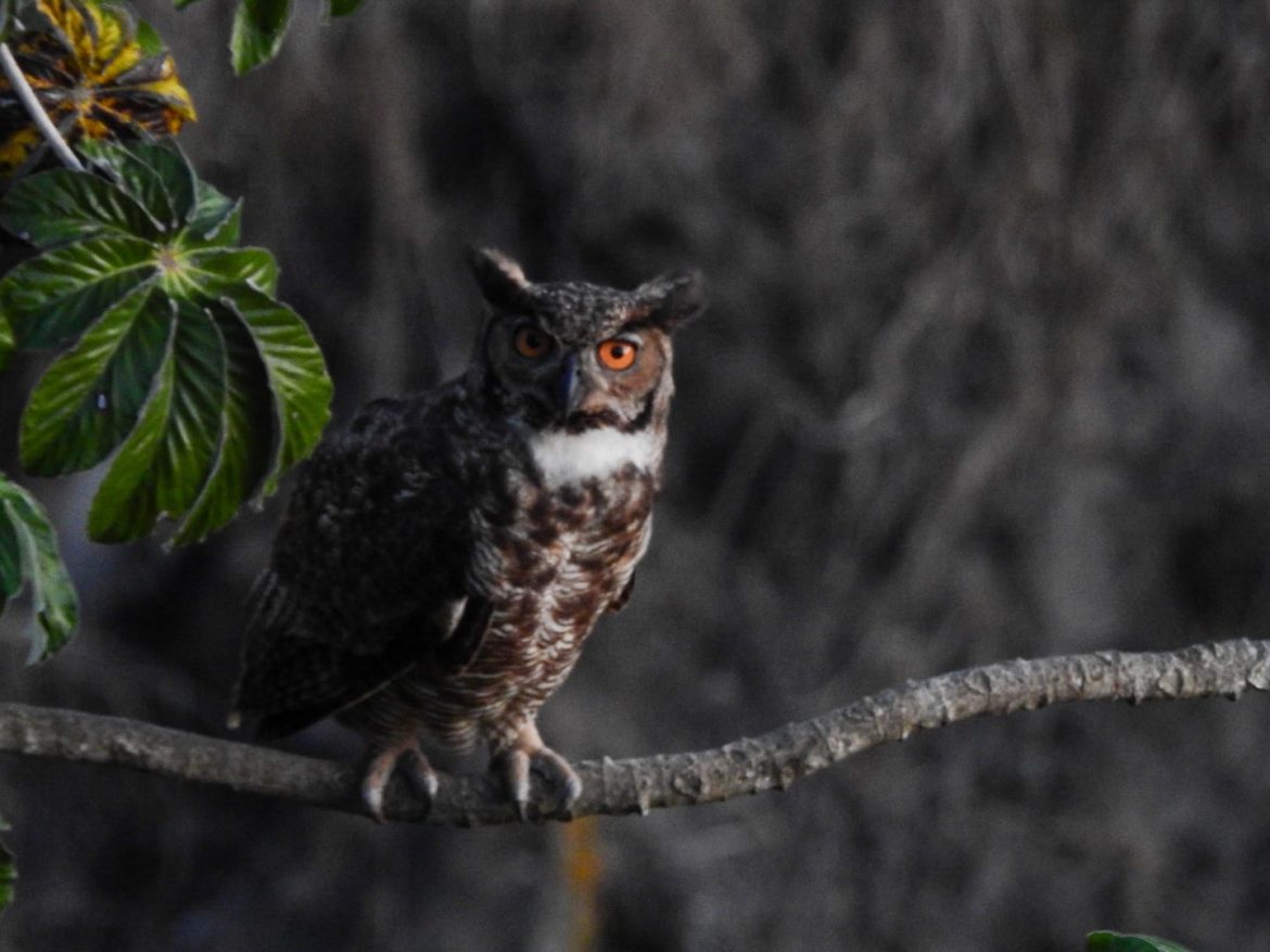 coruja jacurutu se reproduz na pedreira da voldac em volta redonda divulgação