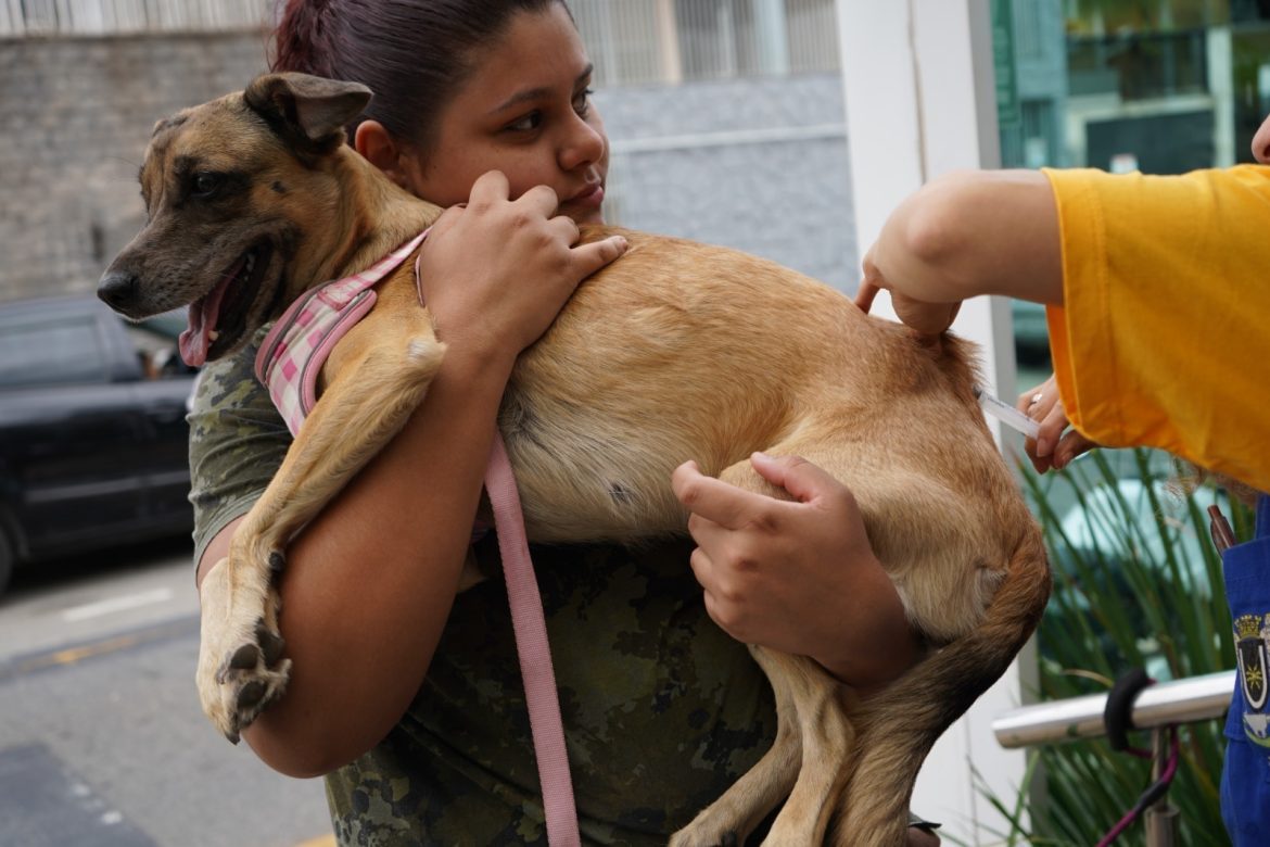 mais de seis mil animais imunizados na primeira etapa da campanha de vacinação antirrábica em volta redonda geraldo gonÇalves1