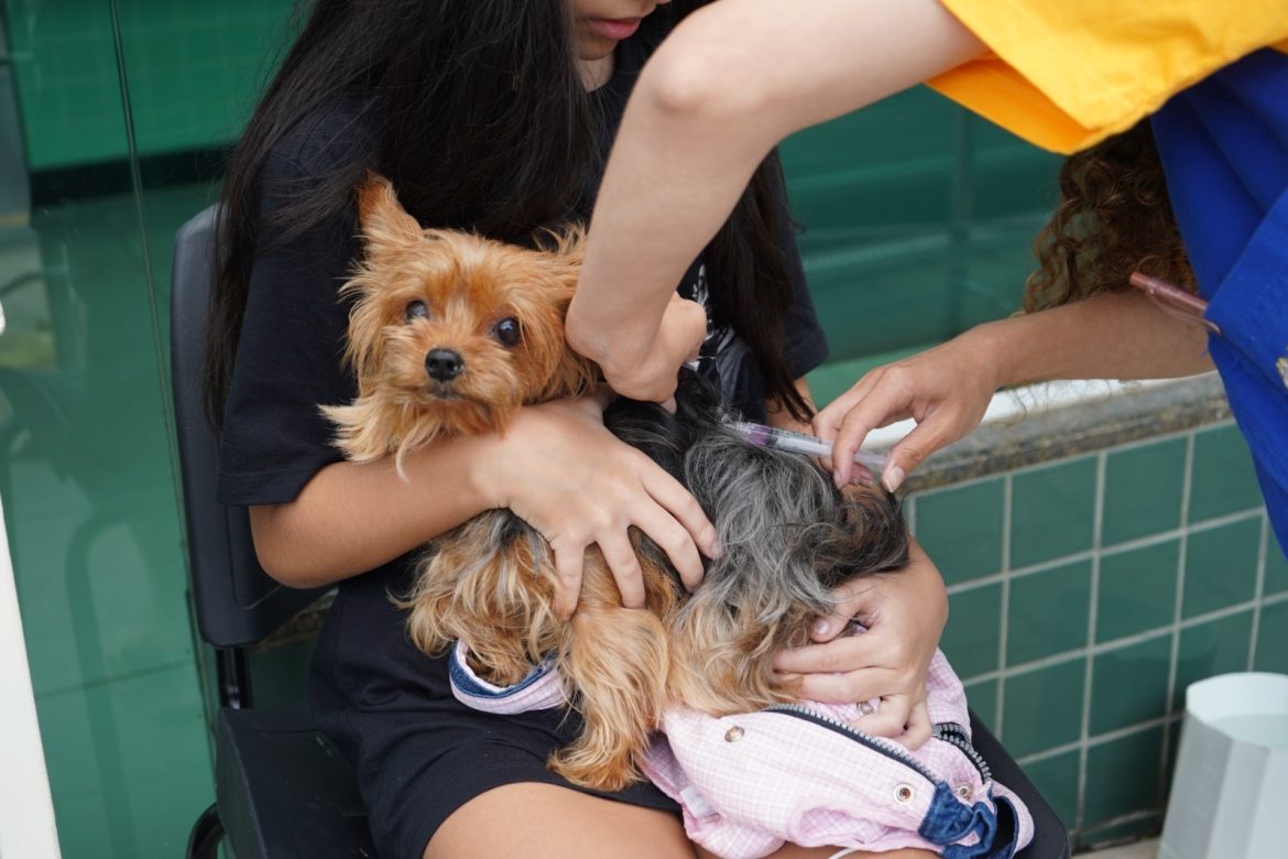 mais de seis mil animais imunizados na primeira etapa da campanha de vacinação antirrábica em volta redonda geraldo gonÇalves12