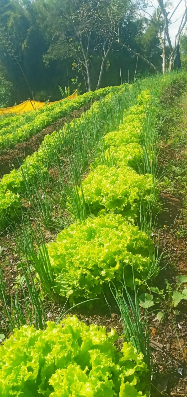notasvr 1ª feira da roÇa orgÂnica em vr divulgação pmvr11 notasvr 1ª feira da roÇa orgÂnica em vr divulgação pmvr11