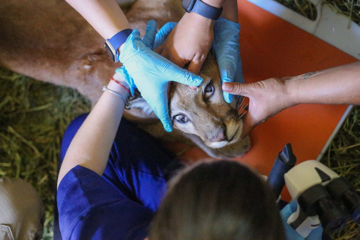 onça parda, resgatada em resende, passa por exames no parque zoológico municipal de volta redonda adriana cópio pmvr 1