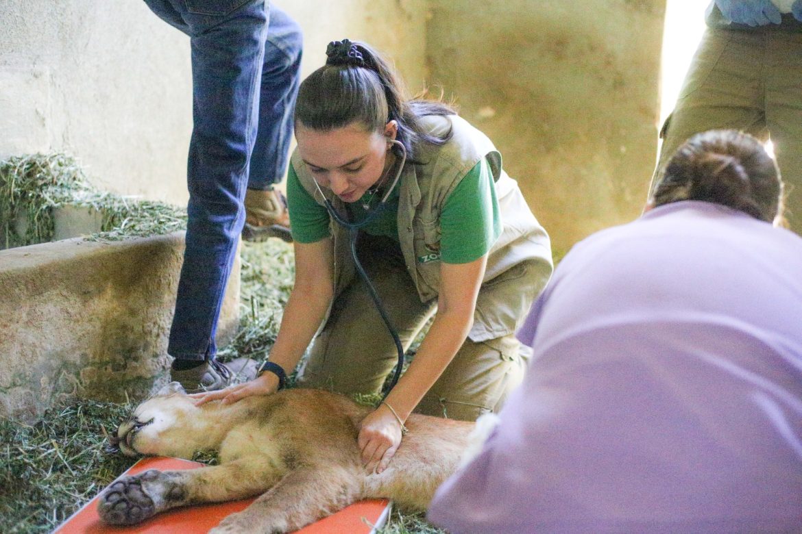 onça parda, resgatada em resende, passa por exames no parque zoológico municipal de volta redonda adriana cópio pmvr onça parda, resgatada em resende, passa por exames no parque zoológico municipal de volta redonda adriana cópio pmvr